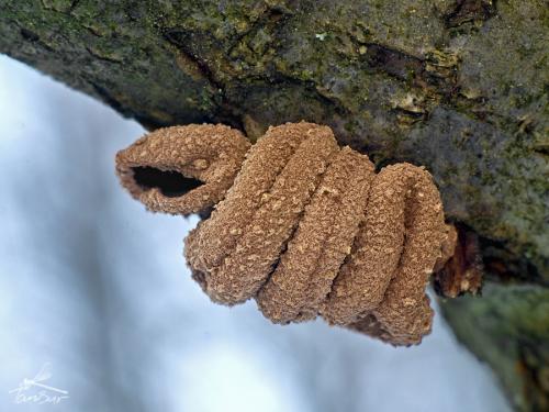 dutinovka otrubnatá / kornice otrubičnatá