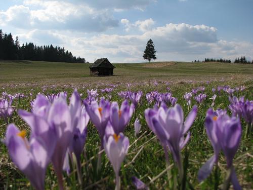 Šafranový koberec