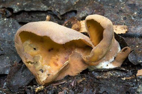 uško / ouško hnědé