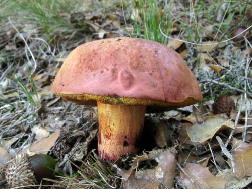 hríb Quéletov / hřib Quéletův