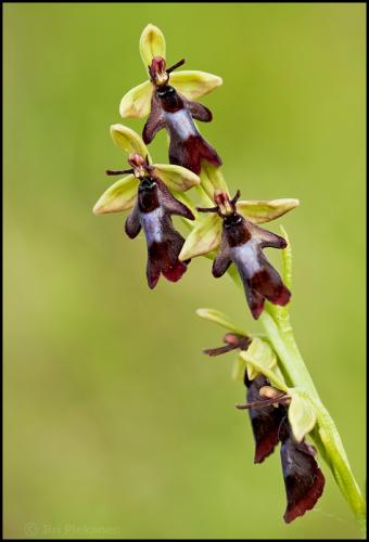 hmyzovník muchovitý