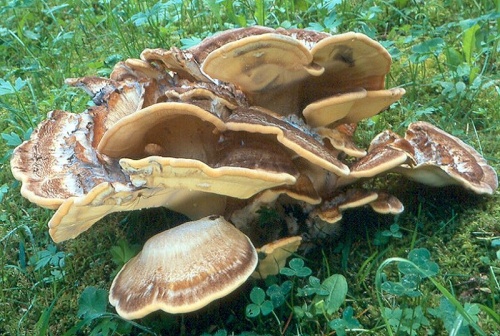 vejárovec obrovský / vějířovec obrovský