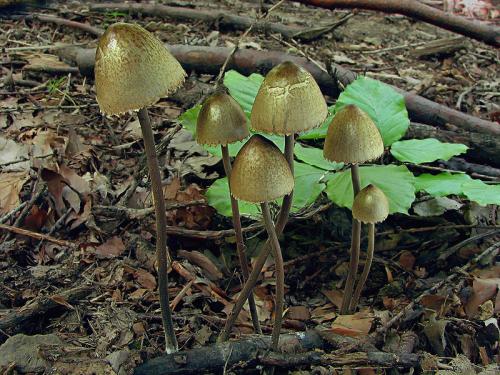 zvonovec olivový / kropenatec olivový