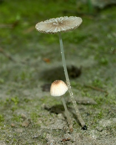 Hnojník klamný