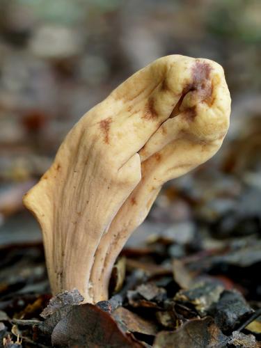 kyjak bližšie neurčený