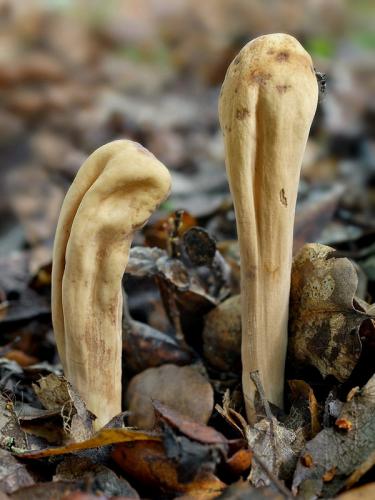 kyjak bližšie neurčený