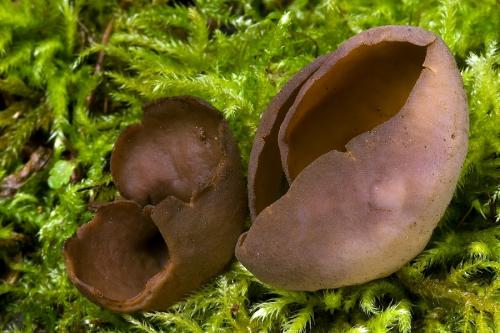 uško / ouško hnědé