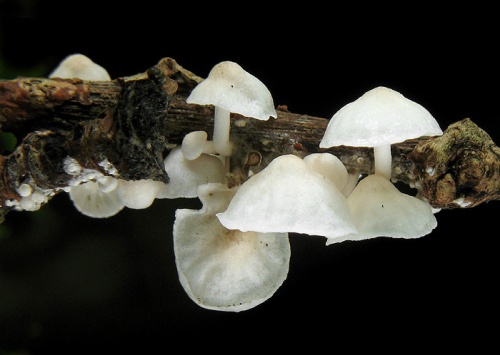 tancuľka biela / špička bělostná