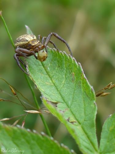 Xysticus cristatus