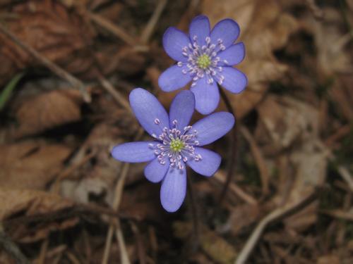 pečeňovník trojlaločný