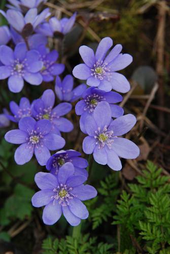 pečeňovník trojlaločný