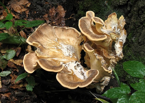 vejárovec obrovský / vějířovec obrovský
