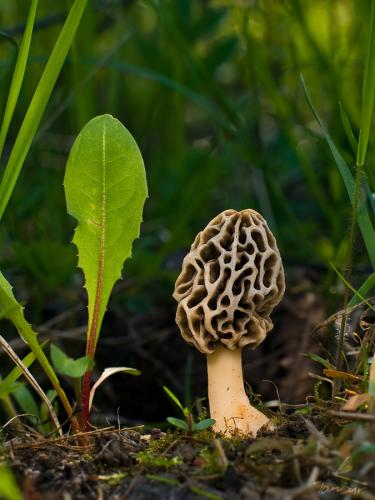 smrčok obyčajný / smrž jedlý