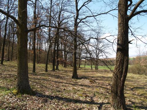 "Pasienková" dubina