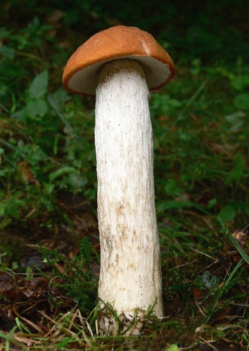 Kozák osikový