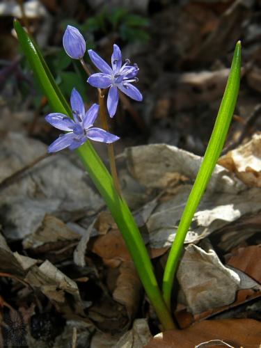 scila severná bukovská