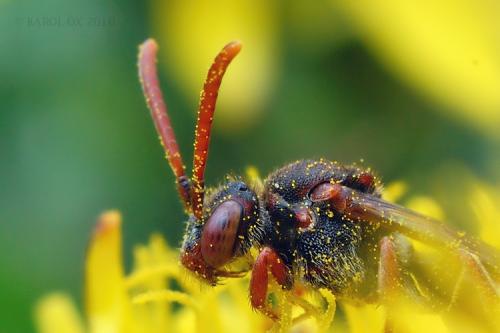 Nomada sp.