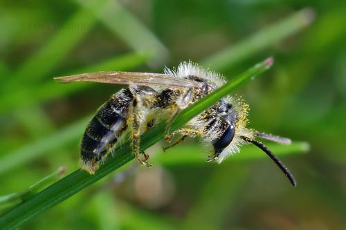 Andrenidae sp.