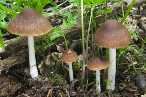 drobuľka hnedosivá / křehutka hnědošedá