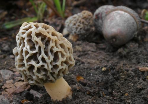 smrčok obyčajný / smrž jedlý