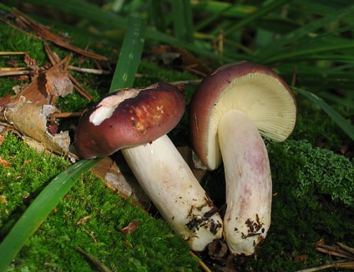 plávka zlomocná / holubinka jízlivá