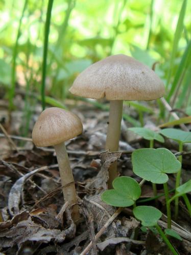 drobuľka hnedosivá / křehutka hnědošedá