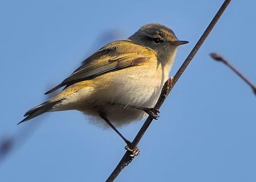 kolibkárik čipčavý