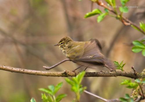 kolibkárik čipčavý