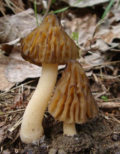 smrčok hybridný / smrž polovolný