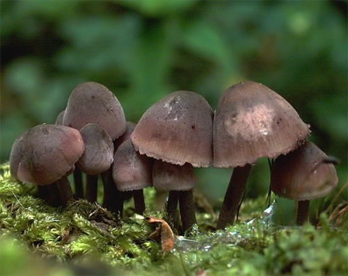 prilbička krvavomliečna / helmovka krvonohá