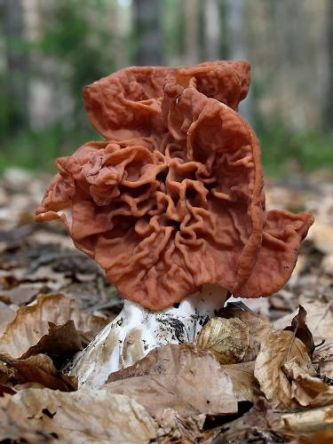 ušiak zväzkovitý / ucháč svazčitý