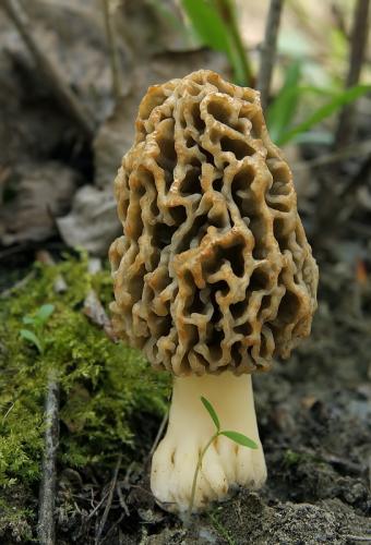 smrčok obyčajný / smrž jedlý