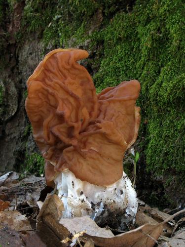 ušiak zväzkovitý / ucháč svazčitý