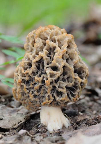 smrčok obyčajný / smrž jedlý