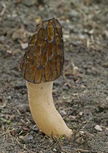 smrčok (bližšie neurčený)