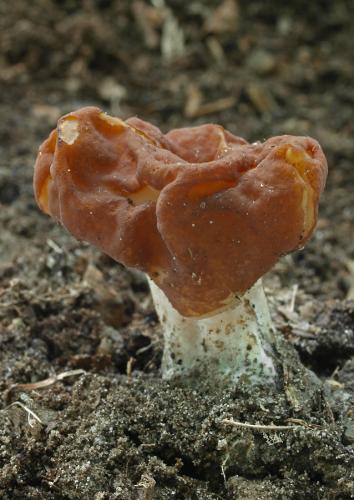 ušiak zväzkovitý / ucháč svazčitý