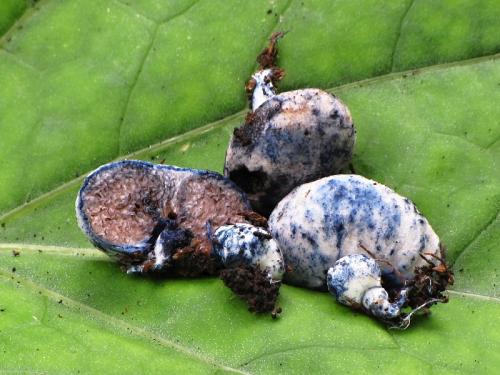 šamonia modrejúca / šamonie modrající