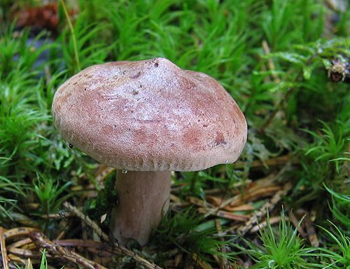 rýdzik ryšavý / ryzec ryšavý