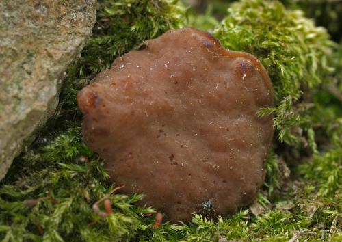 discinka hnedá / destice chřapáčová