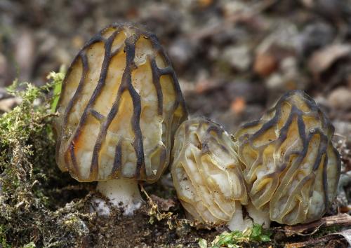 smrčok hybridný / smrž polovolný