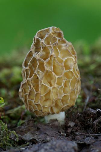 smrčok obyčajný / smrž jedlý