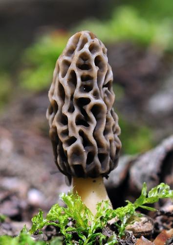 smrčok obyčajný / smrž jedlý