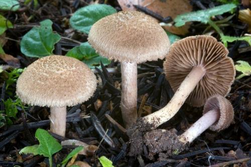 vláknica / vláknice plavohnědá