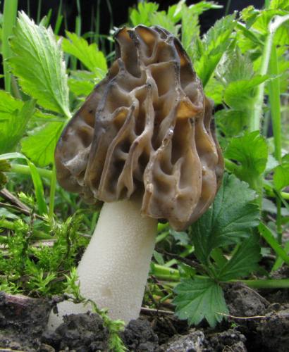 smrčok hybridný / smrž polovolný