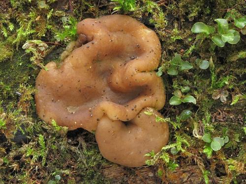 psilopézia / bochníček penízkový