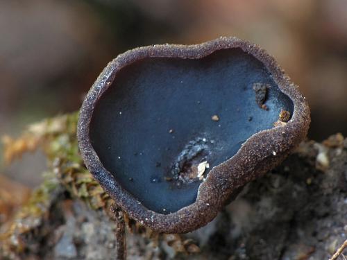 čiaška tmavomodrá / řasnatka fialovomléčná