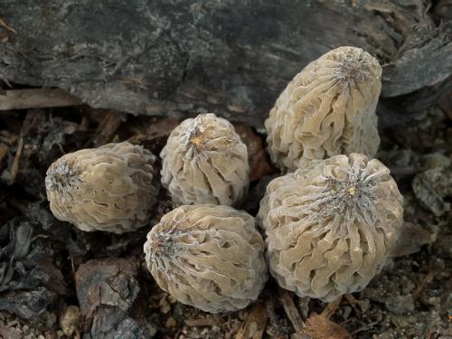 smrčok (bližšie neurčený)