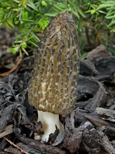 smrčok (bližšie neurčený)