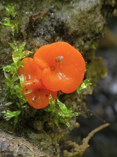 práškovka / poduškovka vyklenutá