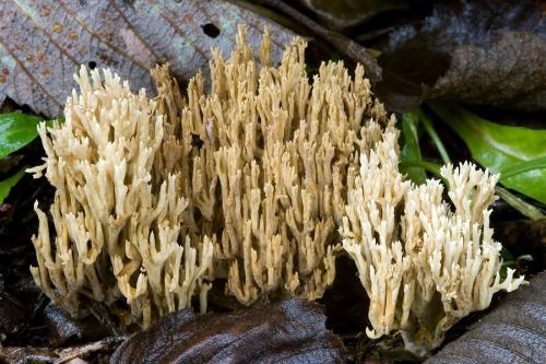 strapačka / kuřátka kořínkatá